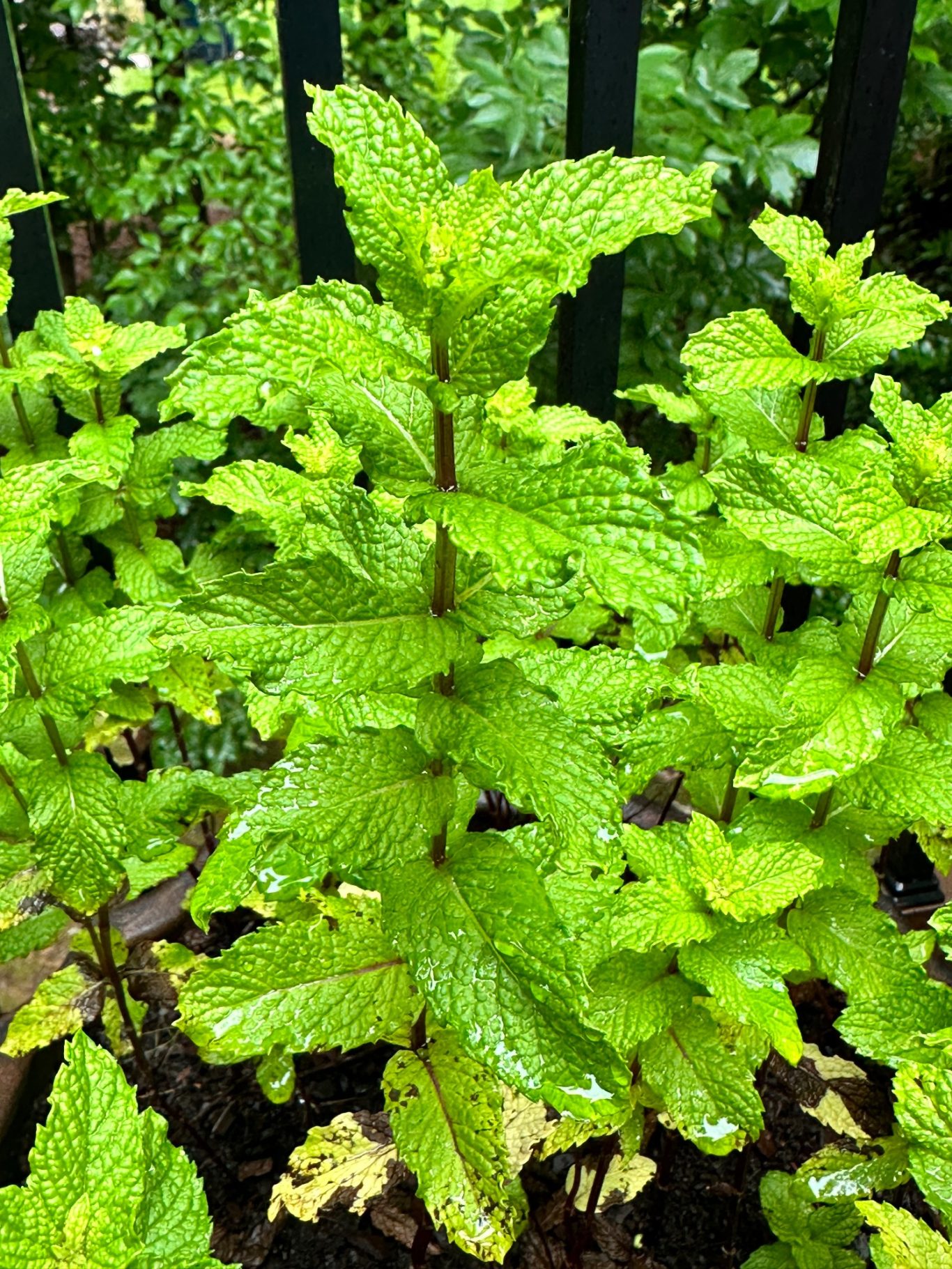 Mint Mint