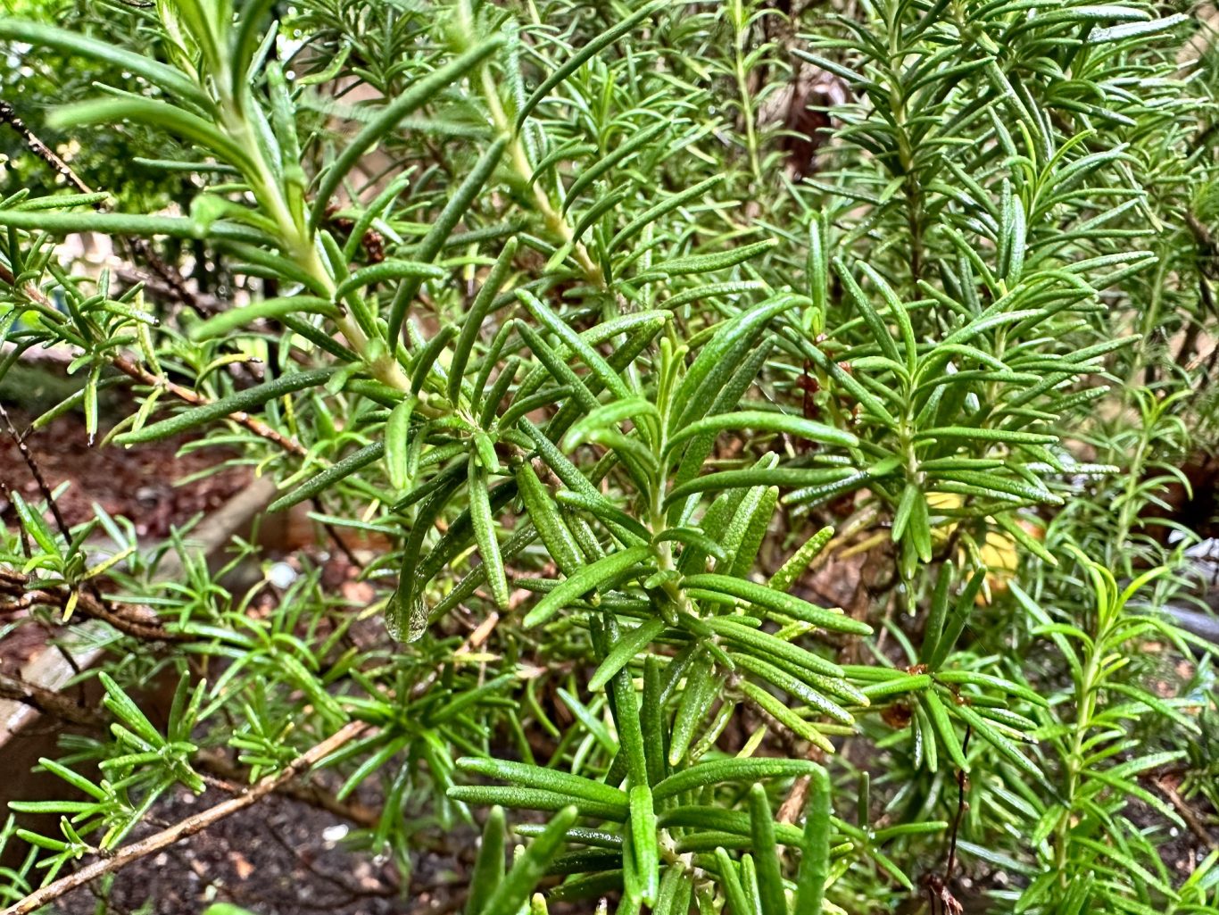 Rosemary Rosemary